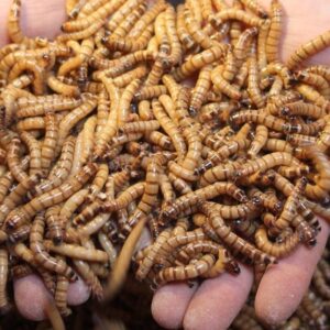 DREWNOJAD (Zophobas morio)