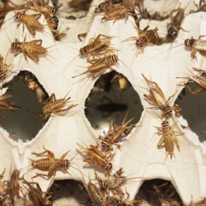 ŚWIERSZCZE DOMOWE - (Acheta domestica)