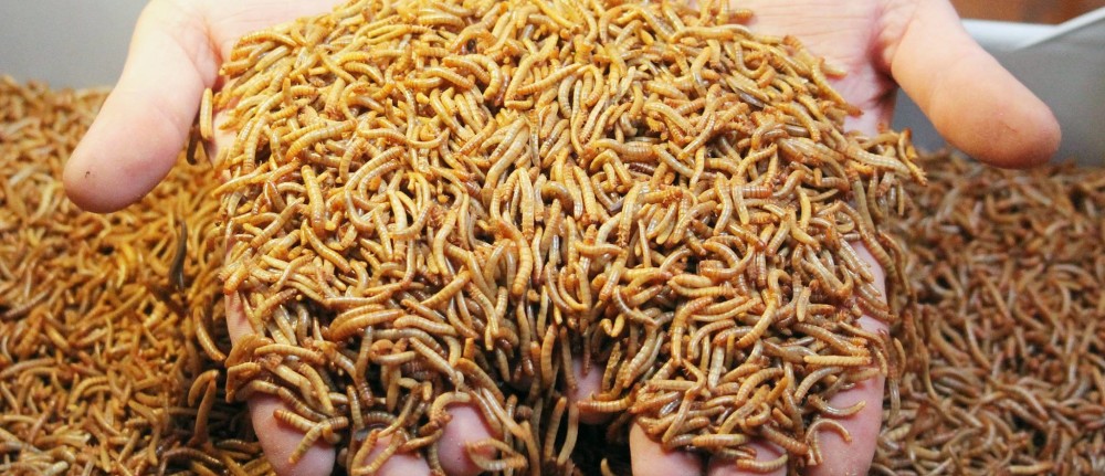 Jak utrzymać przy życiu larwy mącznika?