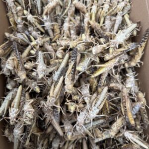 SZARAŃCZA PUSTYNNA - MROŻONA