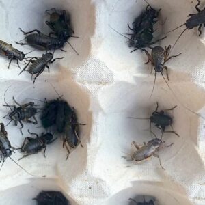 ŚWIERSZCZE ŚRÓDZIEMNOMORSKIE - (Gryllus bimaculatus)