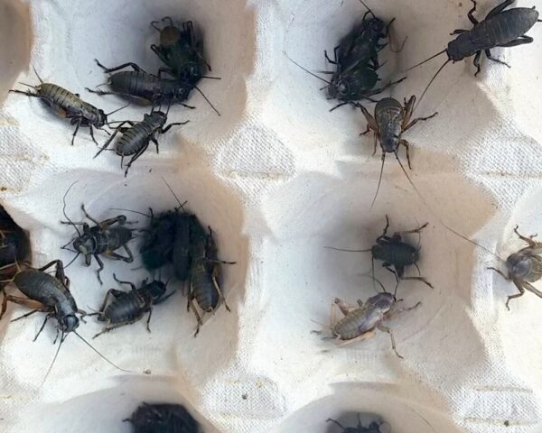 ŚWIERSZCZE ŚRÓDZIEMNOMORSKIE - (Gryllus bimaculatus)