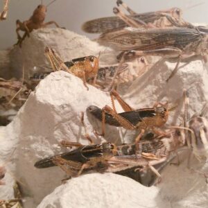 SZARAŃCZA WĘDROWNA - (Locusta migratoria)