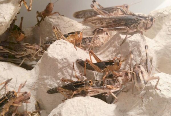 SZARAŃCZA WĘDROWNA - (Locusta migratoria)