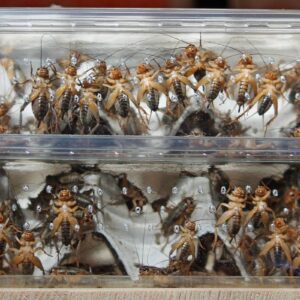 OFERTA DLA SKLEPÓW ZOOLOGICZNYCH